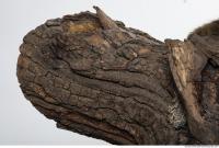 wood tree bark 0001
